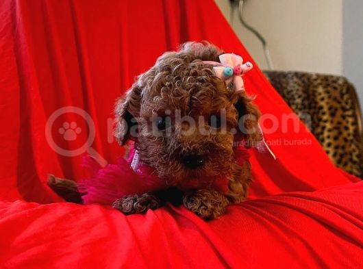 Red Brown Toy Poodle