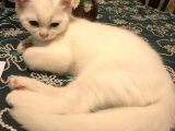 Beyaz British Shorthair Yavru Kedi