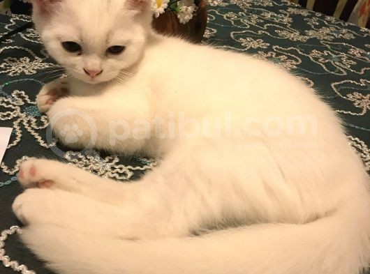 Beyaz British Shorthair Yavru Kedi görsel