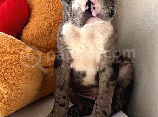 French Buldog görsel