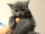 Bristish Scottish Kedi