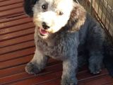 Silver Toy Poodle