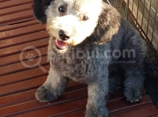 Silver Toy Poodle görsel