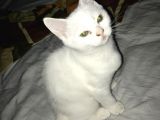Beyaz British Shorthair Yavru Kedi