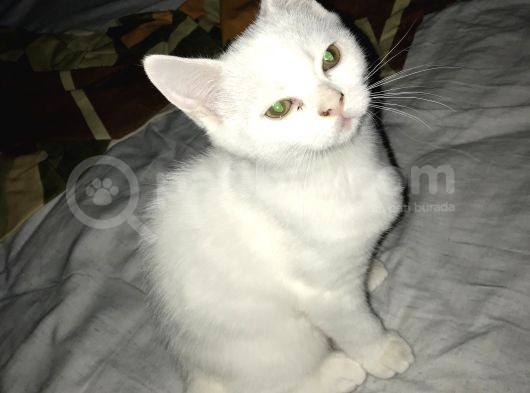 Beyaz British Shorthair Yavru Kedi görsel