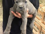 Cane Corso