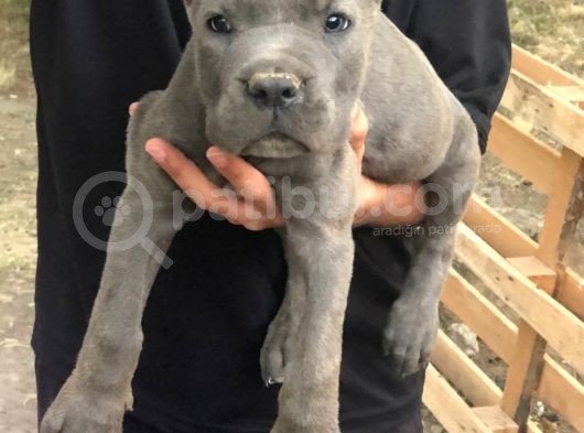 Cane Corso görsel