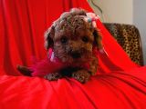 Red Brown Toy Poodle