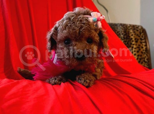 Red Brown Toy Poodle görsel