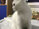 Beyaz British Shorthair Yavru Kedi