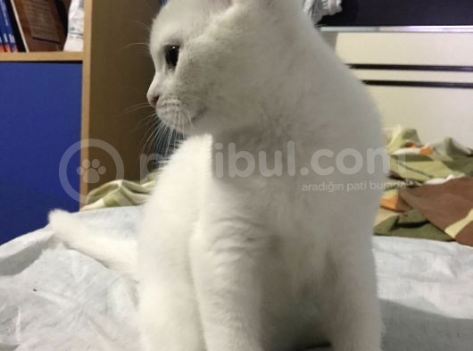 Beyaz British Shorthair Yavru Kedi görsel