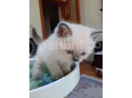 Masmavi̇ Gözlü Blue Poi̇nt Yavrum görsel