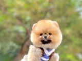 Ayıcık Surat Boo Pomeranian Yavrular