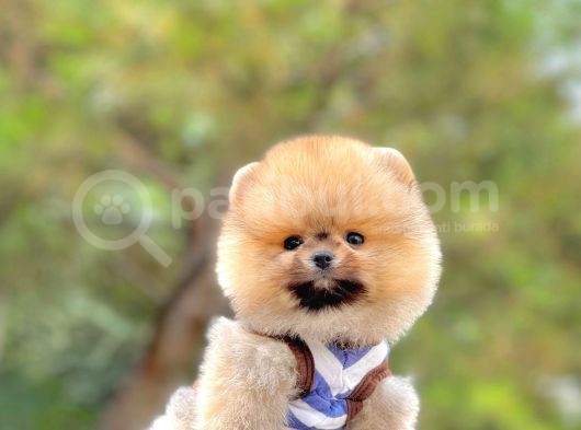 Ayıcık Surat Boo Pomeranian Yavrular görsel