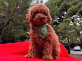 Red Brown Toy Poodle