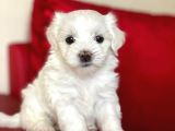 Tatlı Tadında Maltese Terrier Yavrularımız