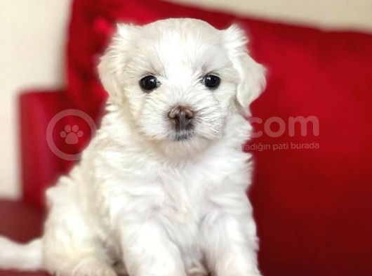 Tatlı Tadında Maltese Terrier Yavrularımız görsel