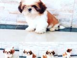 Shih Tzu Yavruları
