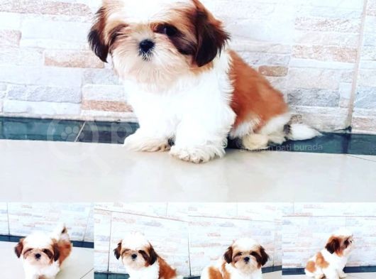 Shih Tzu Yavruları