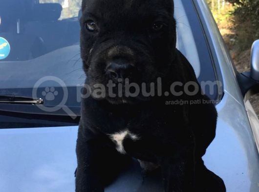 Cane Corso