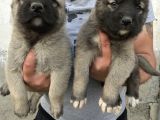 Kangal