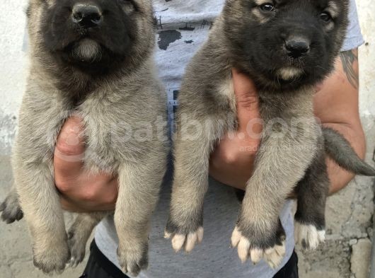 Kangal görsel