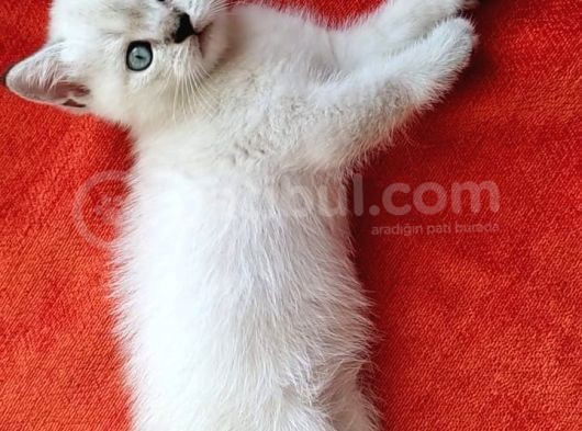 Müthi̇ş Kali̇tede Bri̇ti̇sh Shorthai̇r Bluepoi̇nt Yavru!!! görsel