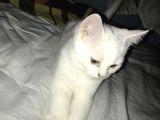 Beyaz British Shorthair Yavru Kedi