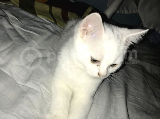 Beyaz British Shorthair Yavru Kedi görsel