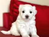 Tatlı Tadında Maltese Terrier Yavrularımız