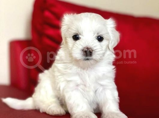 Tatlı Tadında Maltese Terrier Yavrularımız görsel