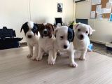 Jack Russel
