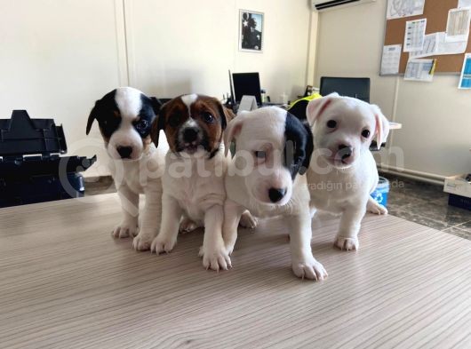 Jack Russel görsel