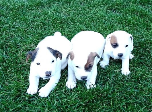Jack Russel görsel