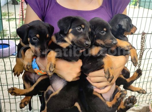 Doberman görsel