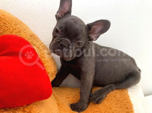 French Buldog görsel