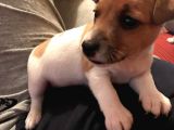 Jack Russel