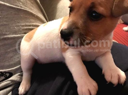 Jack Russel görsel