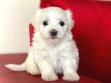 Tatlı Tadında Maltese Terrier Yavrularımız