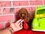 Red Brown Toy Poodle