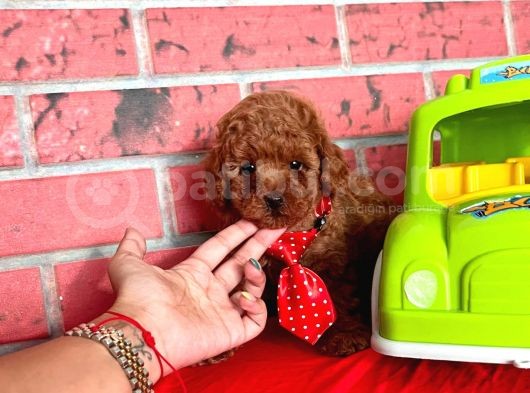 Red Brown Toy Poodle görsel