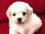 Tatlı Tadında Maltese Terrier Yavrularımız