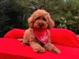 Tatlı Tadında Toy Poodle Yavrularımız