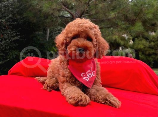 Tatlı Tadında Toy Poodle Yavrularımız görsel