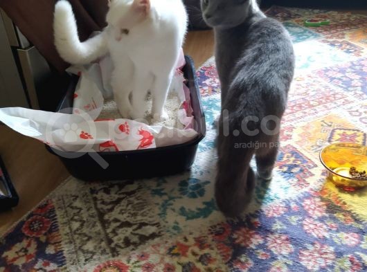 Beyaz British Shorthair Yavru Kedi görsel