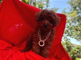 Red Brown Toy Poodle