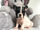 French Buldog