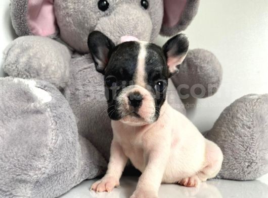 French Buldog görsel