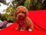 Red -Apricot Toy Poodle Yavrular