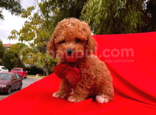 Red -Apricot Toy Poodle Yavrular